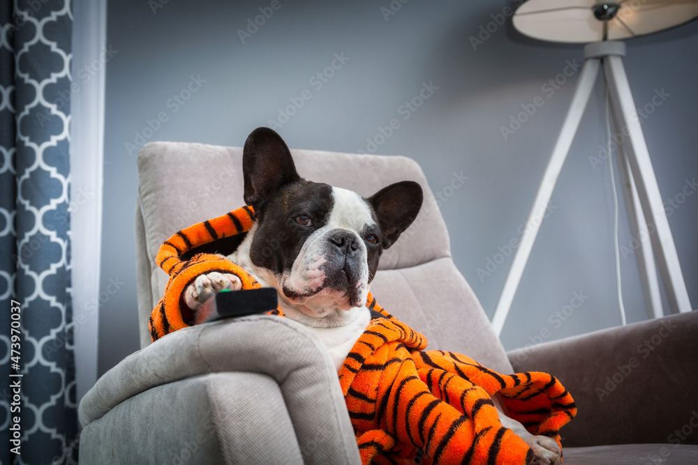身穿橙色老虎浴袍的法国斗牛犬在带遥控器的扶手椅上看电视