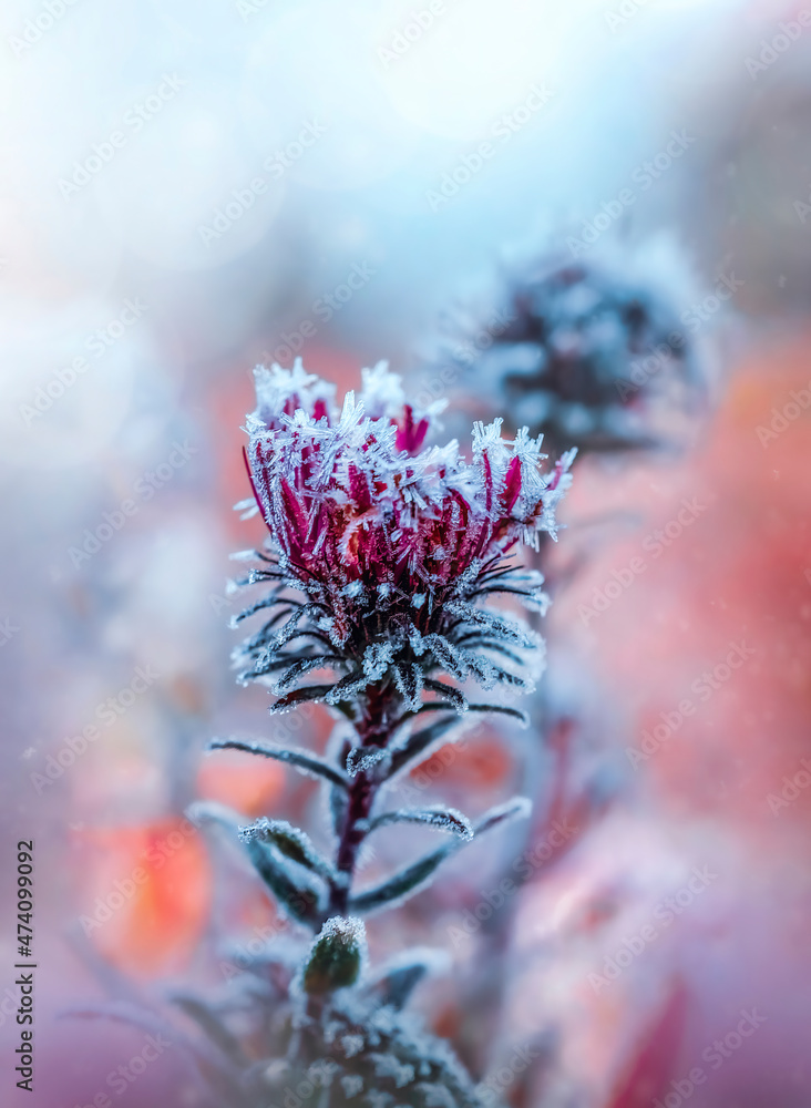 一朵粉色霜紫菀花的微距。景深浅，焦点柔和，模糊，降雪。a