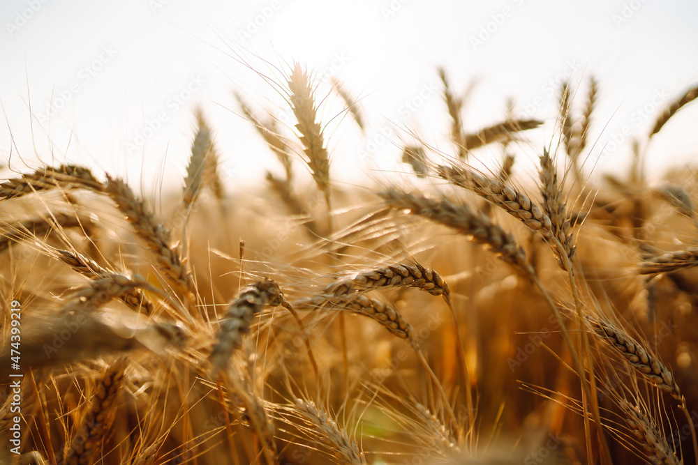 近距离观察金色的麦穗或黑麦。灿烂阳光下的壮丽乡村景观。生长自然