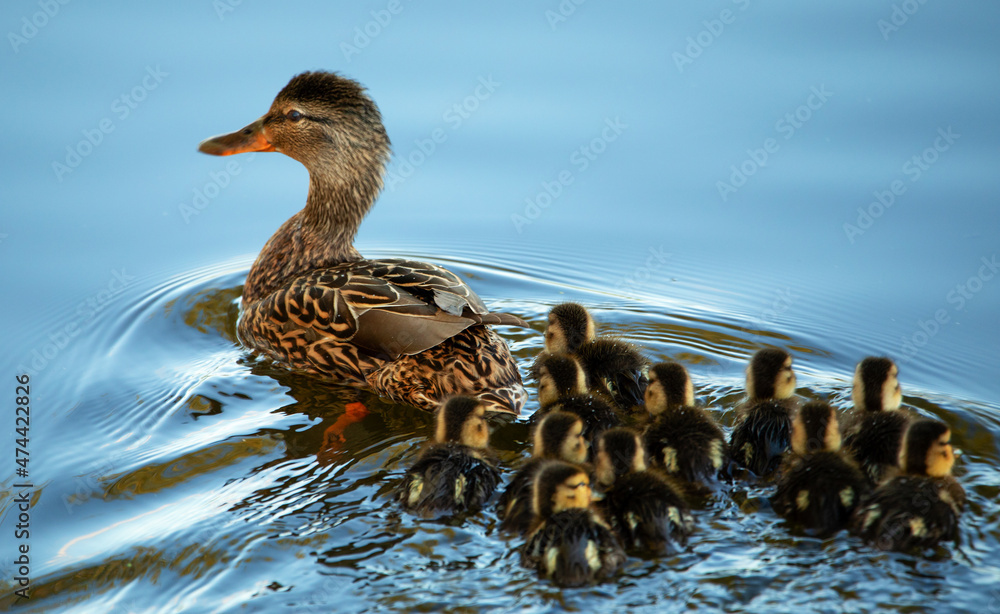 Wild duck with a large brood of ducklings.