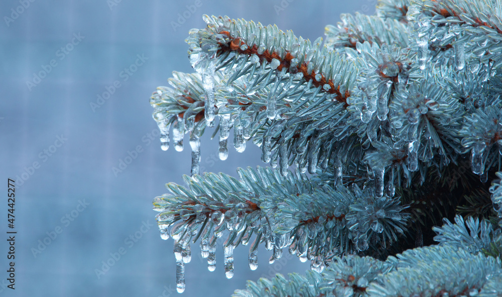 蓝色圣诞树树枝上的冰柱，特写。从现在开始的概念，武器的改变