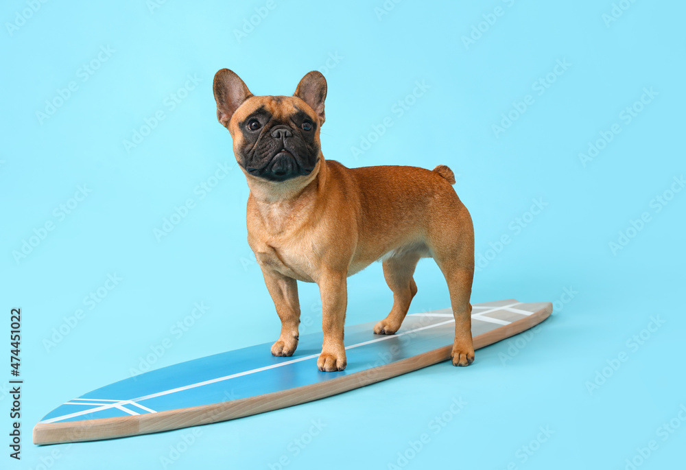 可爱的法国斗牛犬，彩色背景上有冲浪板