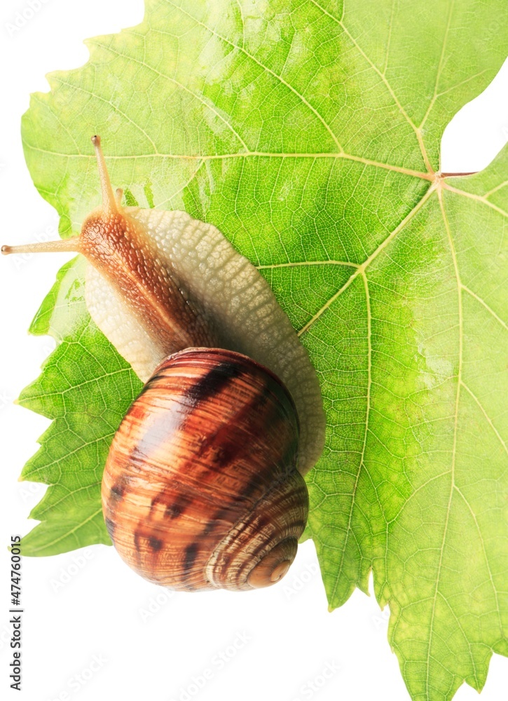 湿叶子上桌子上的天然小花园蜗牛