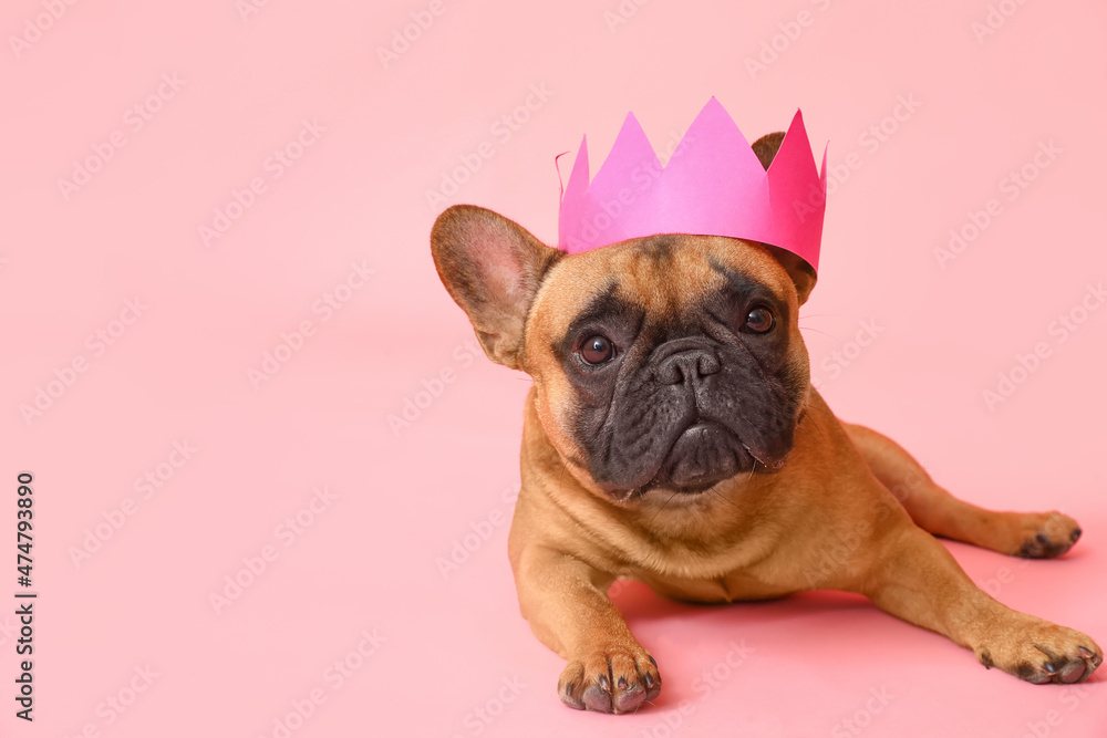 可爱的法国斗牛犬，彩色背景纸冠