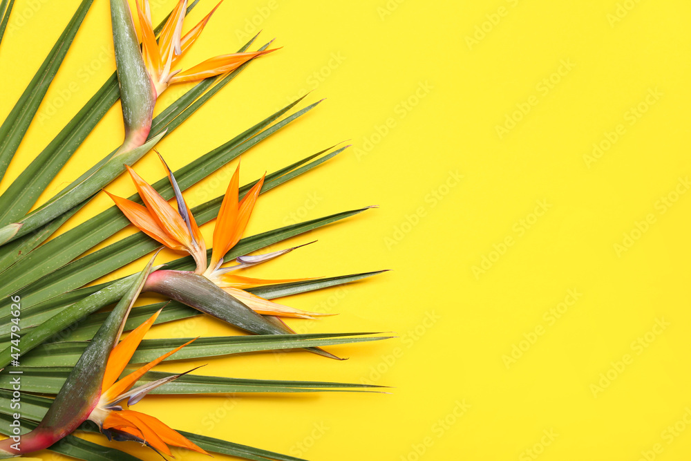 黄色背景上美丽的strelitzia花和棕榈叶，特写