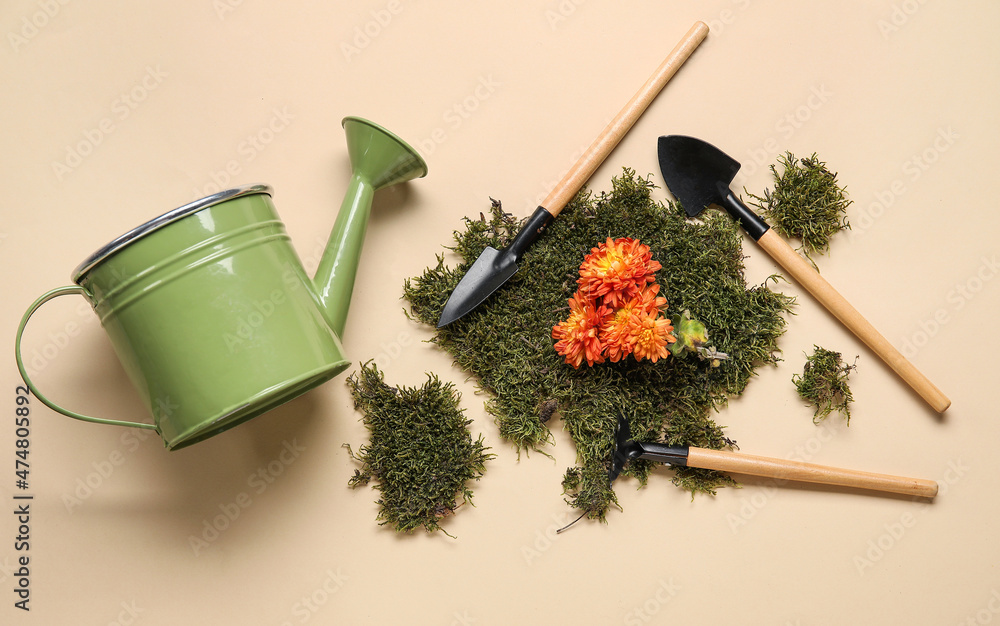 米色背景的带苔藓和园艺工具的水罐