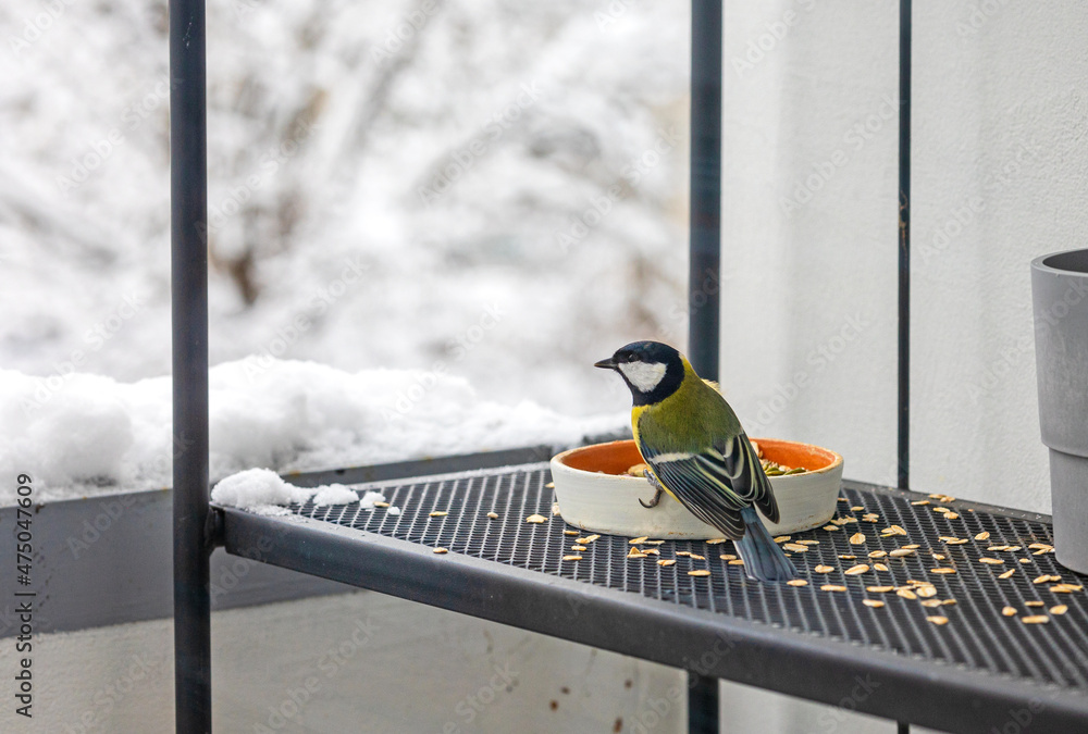 冬天房子阳台上有山雀的喂鸟器，选择性聚焦