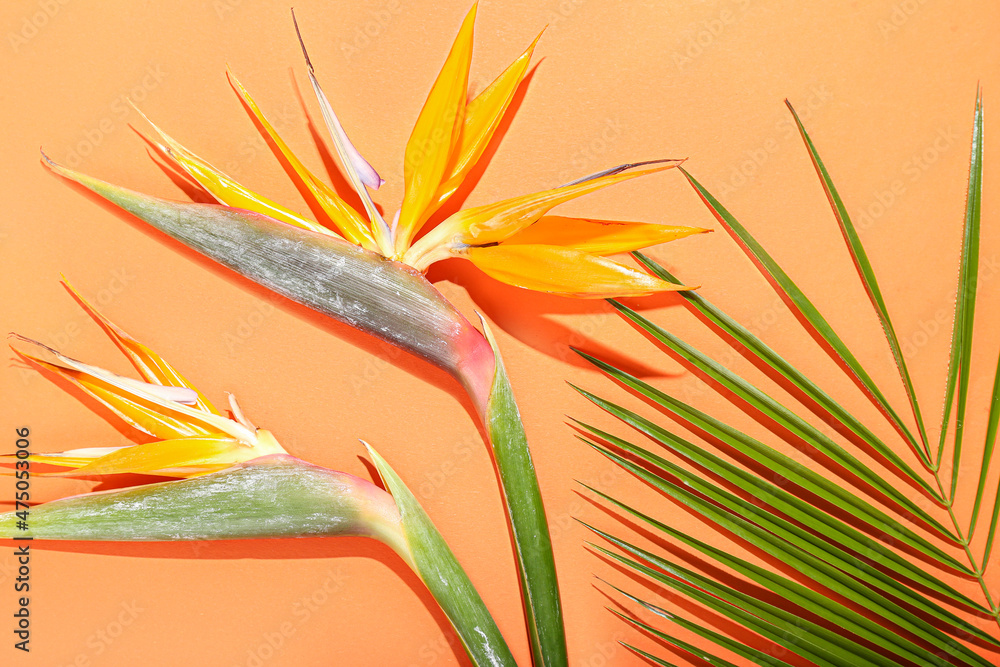 美丽的strelitzia花和棕榈叶，彩色背景，特写
