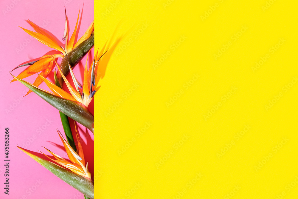 Strelitzia花在彩色背景上