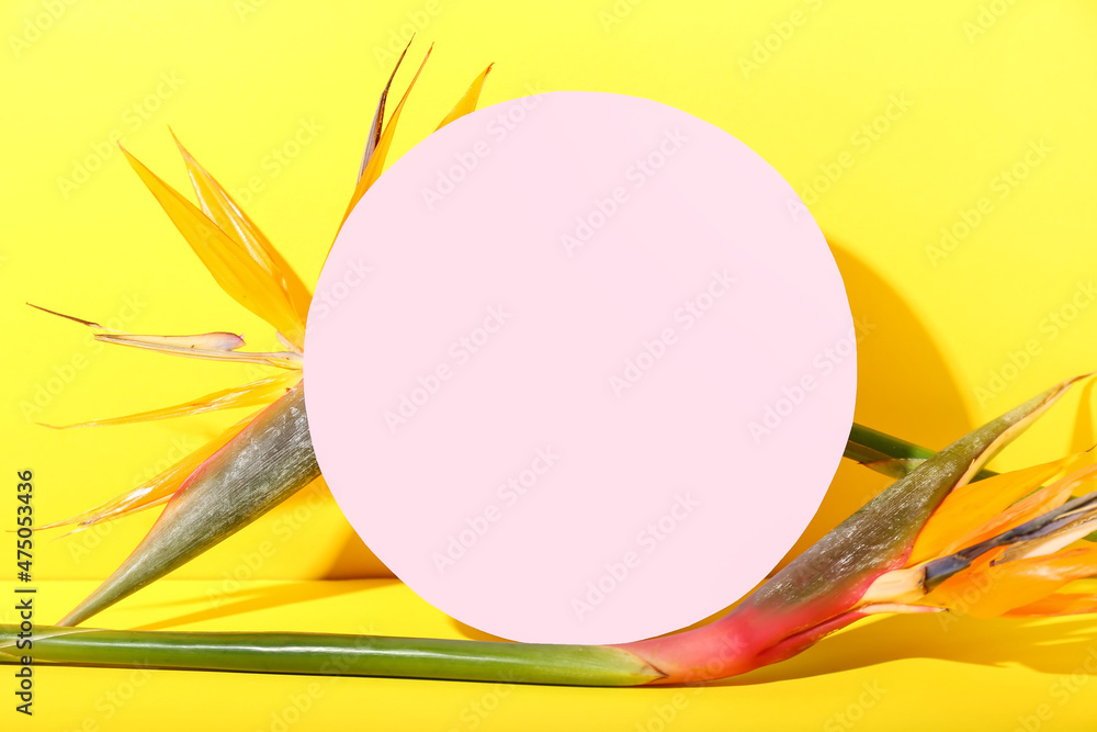 用空白卡片和彩色背景上的strelitzia花组成，特写