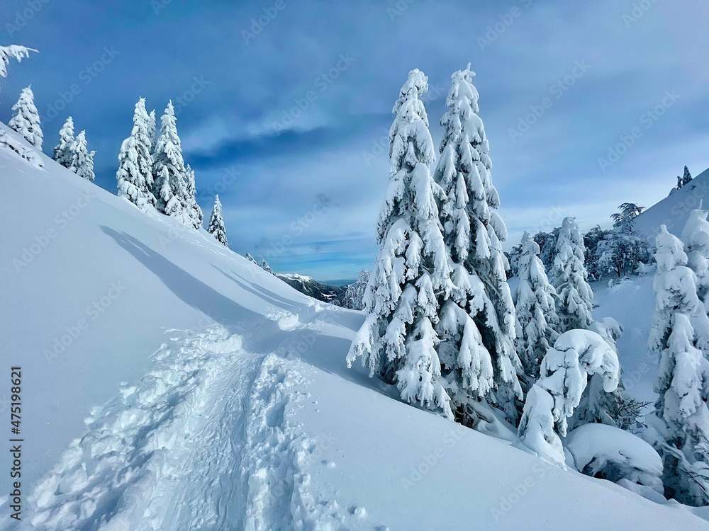 空旷的滑雪旅游路线经过覆盖着新鲜粉末雪的云杉树。