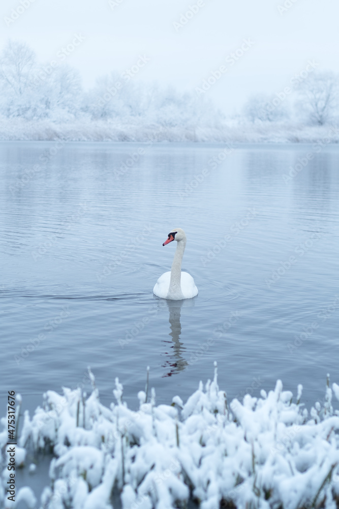 Alone white swan swim in the winter lake water in sunrise time. Frosty snowy trees on background. An