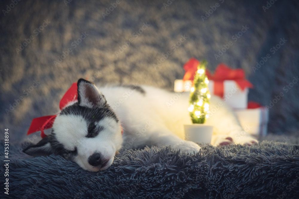 一只白色小狗品种的西伯利亚哈士奇，带着红色蝴蝶结和礼盒，睡在灰色地毯上。完美