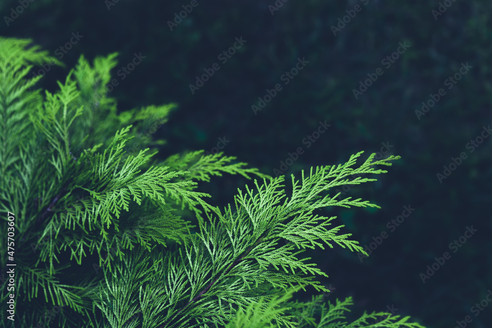 黑色背景下美丽的Thuja绿叶。Thuja是一种常青树。美丽