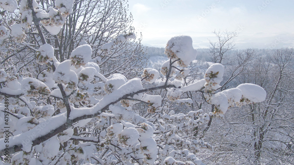 特写，自由度：冰冷的雪堆积在开满鲜花的果树树冠上。