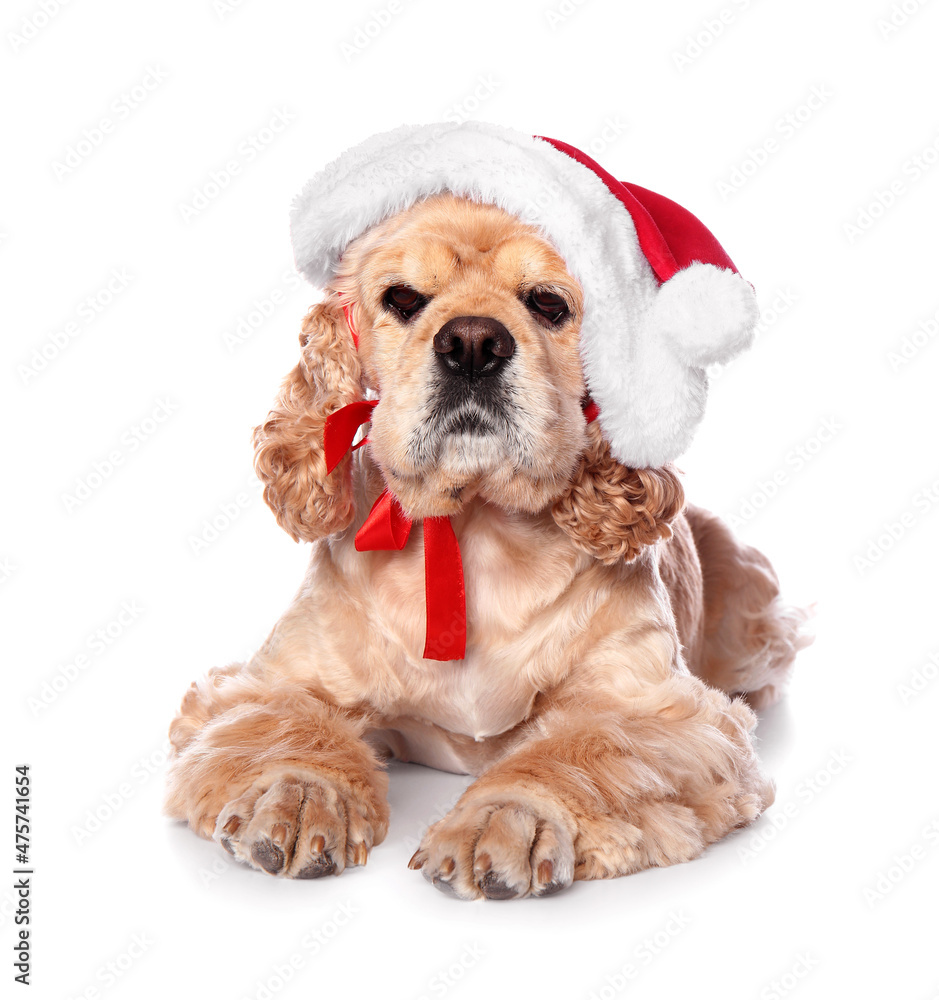 白色背景戴圣诞老人帽的可爱狗狗