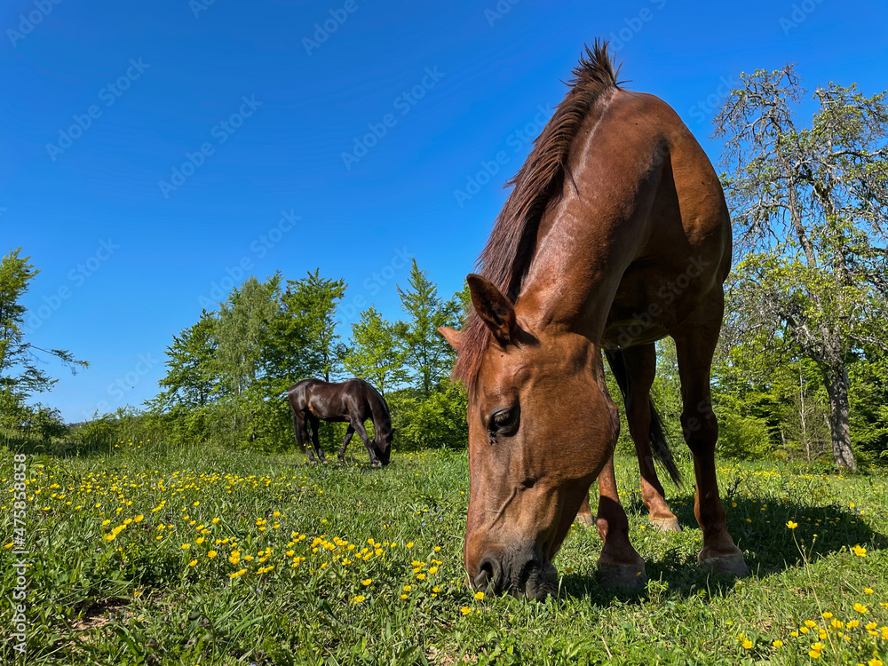 低角度：两只棕色皮毛的马在田园诗般的春天乡村吃草。