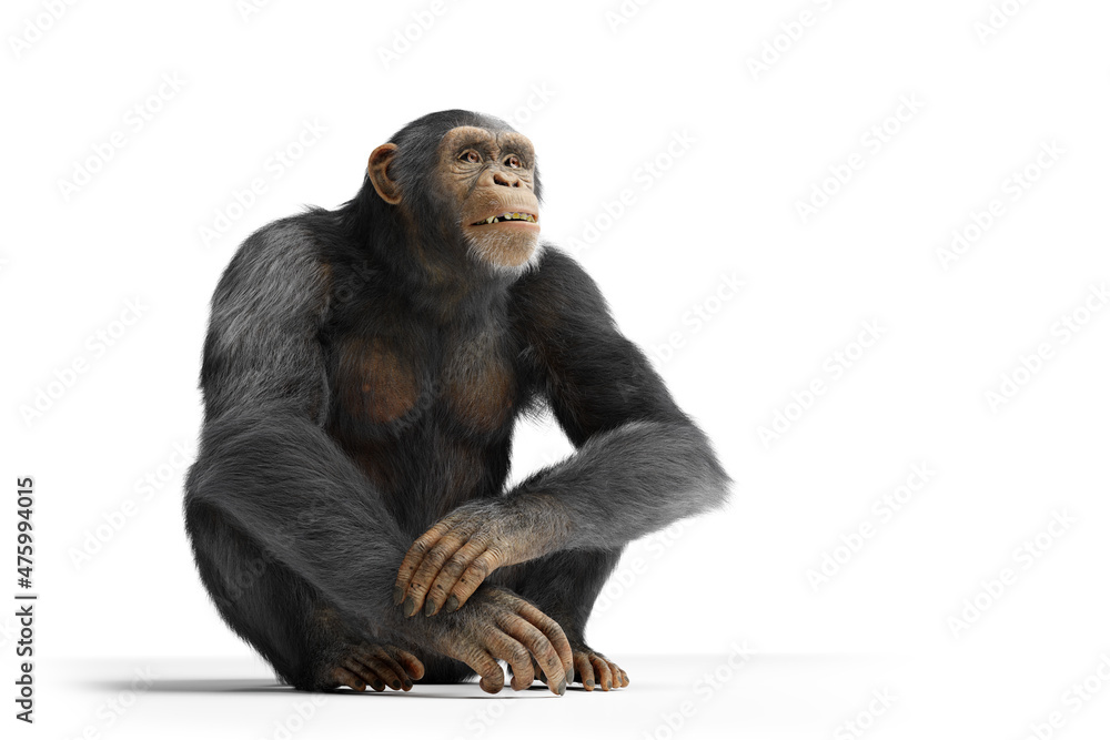白色隔离的黑猩猩猴
