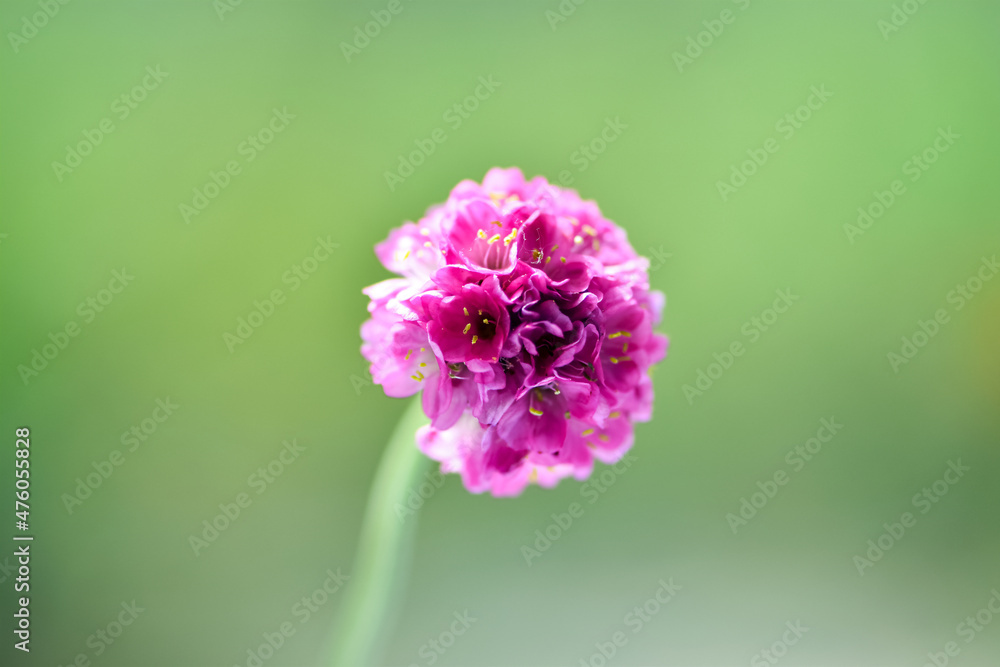 花园里的高山小Armeria的特写照片，多年生Arm美丽的紫色花朵