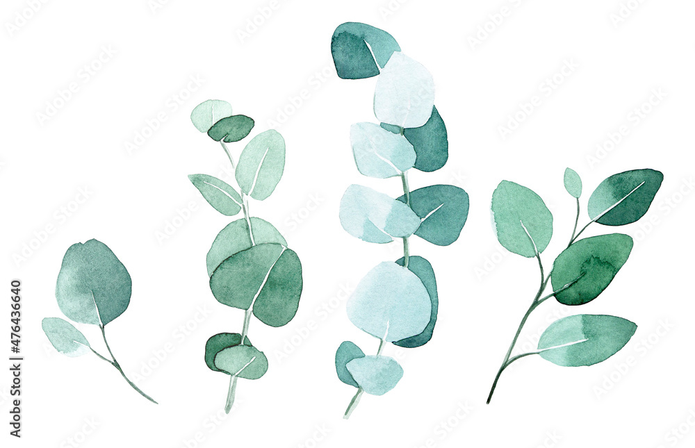 watercolor drawing. set, collection of eucalyptus leaves. green branches, eucalyptus leaves in vinta