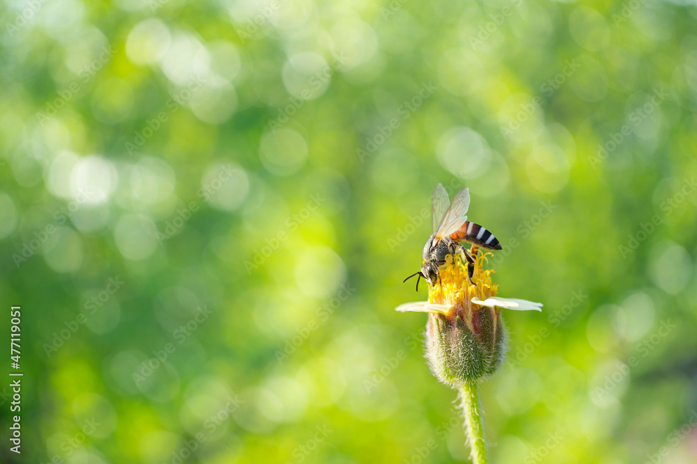 黄色蜜蜂在绿色自然花园的黄色花朵上采集花粉模糊背景，蜜蜂fl