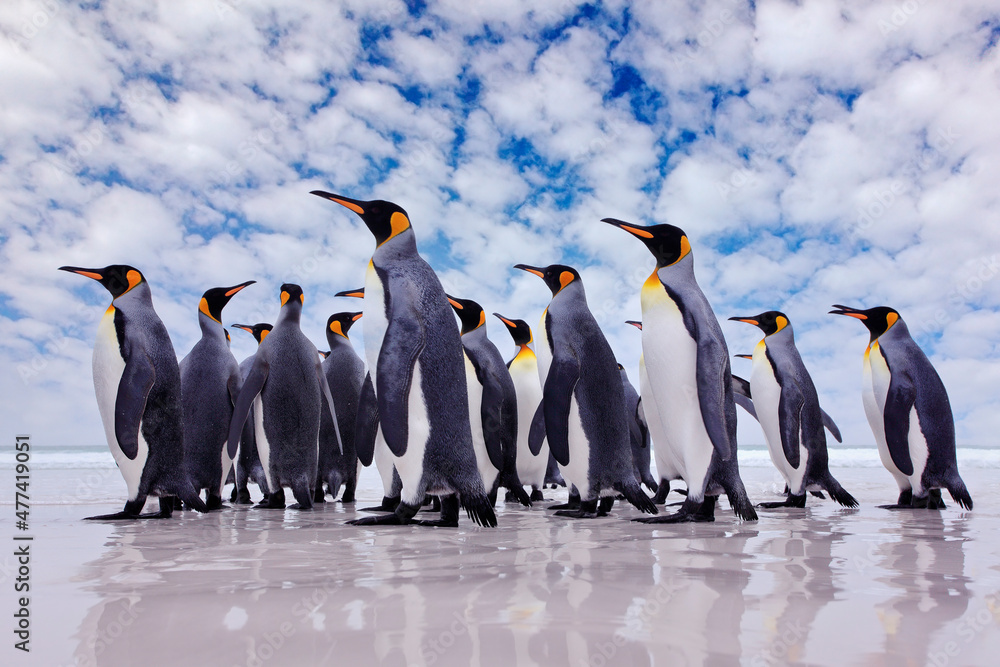 南极野生动物，企鹅聚居地。一群王企鹅带着波浪从海上回到海滩