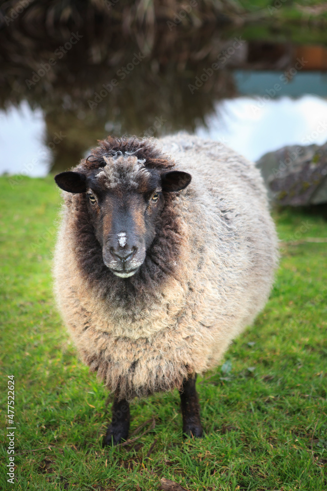 新西兰农场的家养绵羊