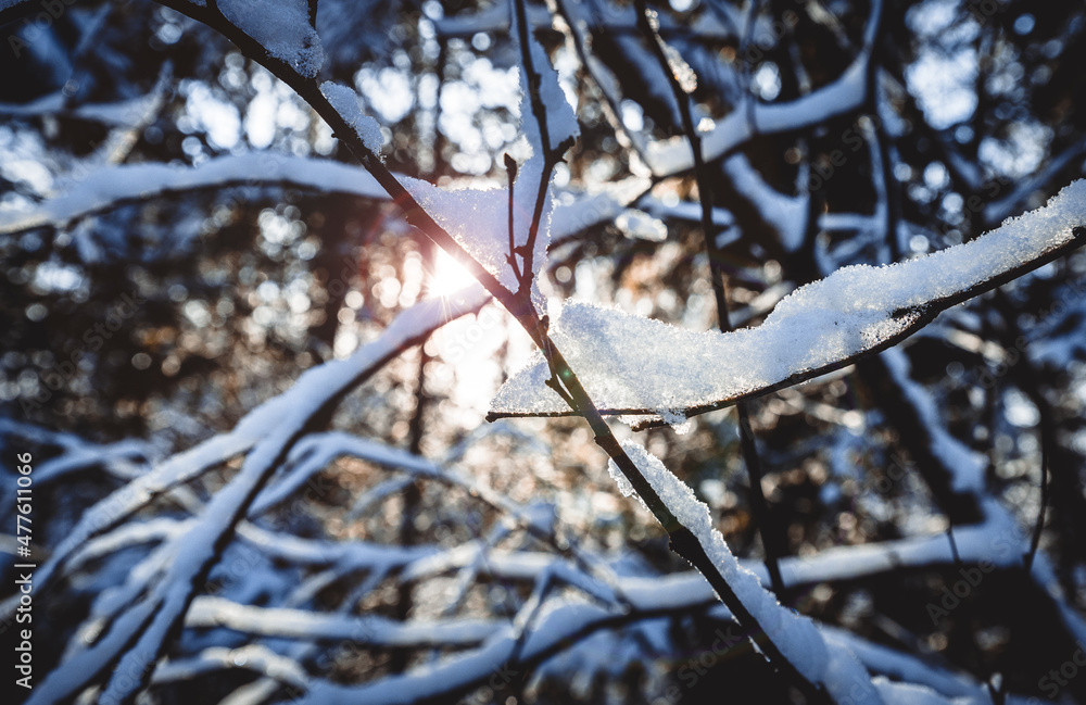 冬季雪下树枝特写