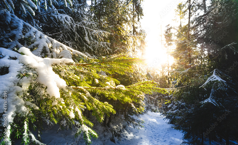 冬季封闭期间雪下的树枝