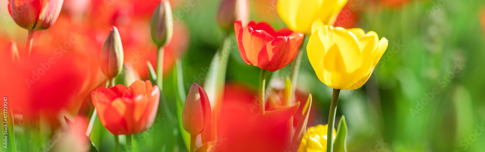 花园里的花坛里有红色的郁金香和黄色的桔梗。阳光明媚的日子里有美丽的花朵