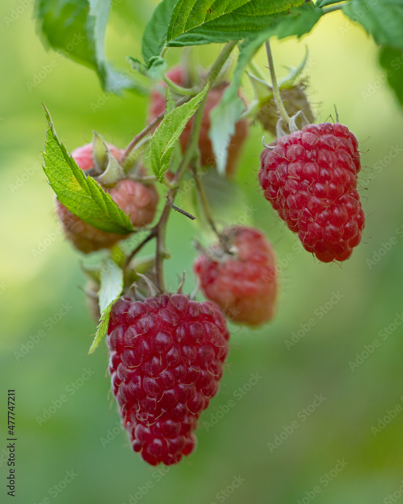 灌木上红色的成熟和未成熟的树莓。