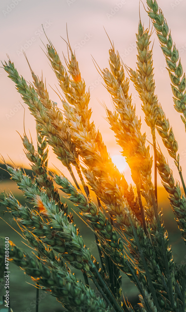 夏日阳光照耀农田里成熟的小麦穗