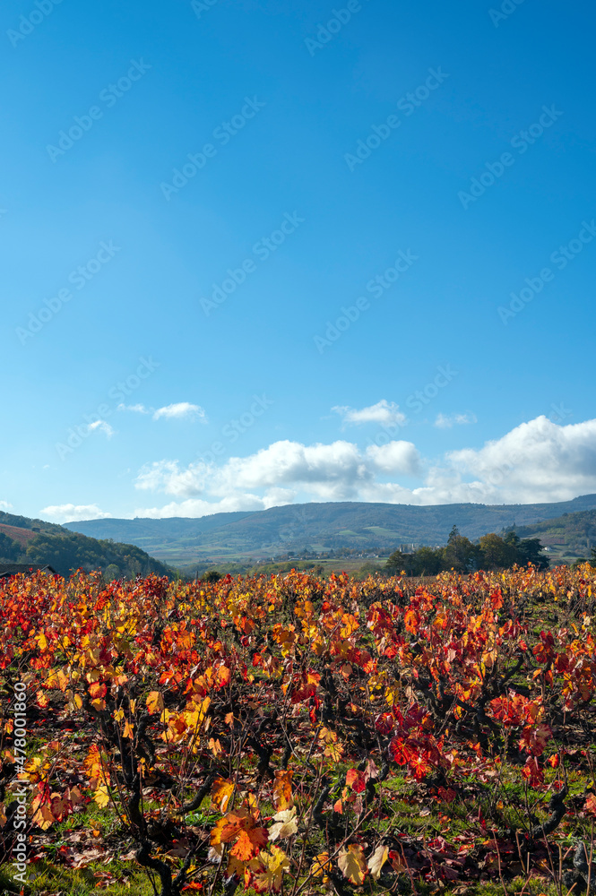 Paysage du vignoble du Beaujolais dans le département du Rhône en France à lautomne