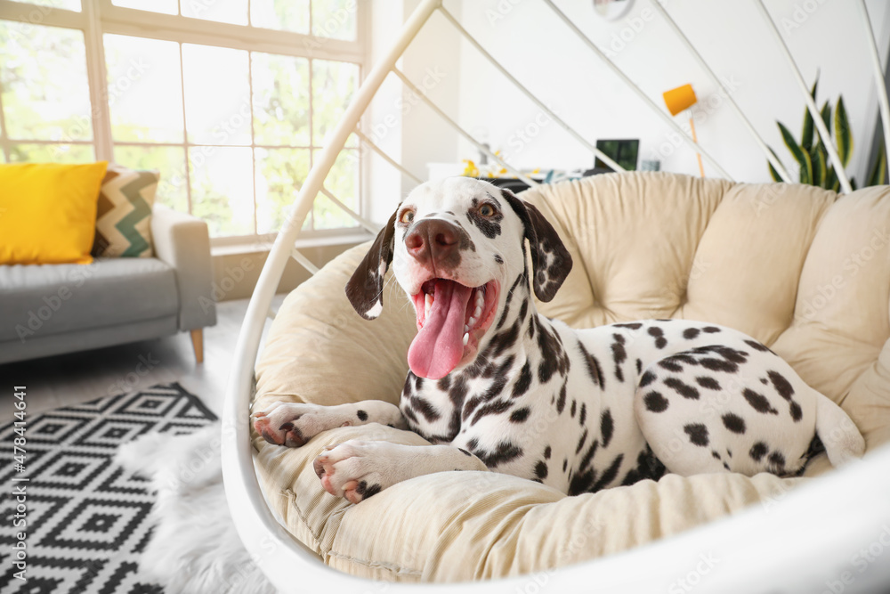 有趣的达尔马提亚狗躺在家里的扶手椅上