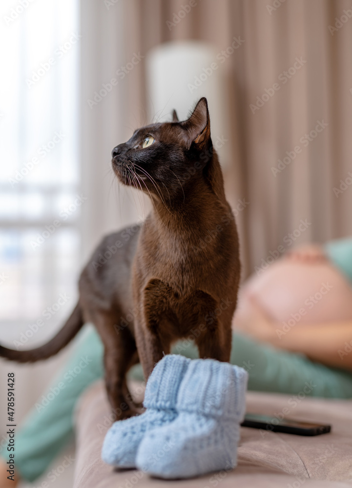 漂亮的黑猫在沙发上闻着可爱的婴儿靴。凯蒂正在检查未知的主题。Preg