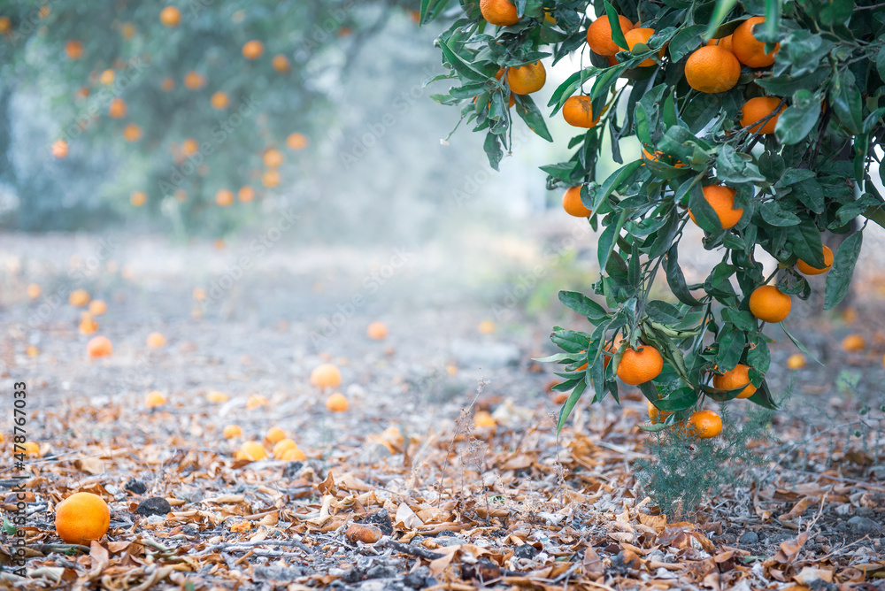 柑橘林，树枝和地面上都有成熟的水果，复制空间
