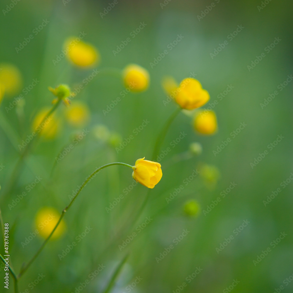 美丽的夏季野花草甸，长着黄色盛开的毛茛——毛茛。