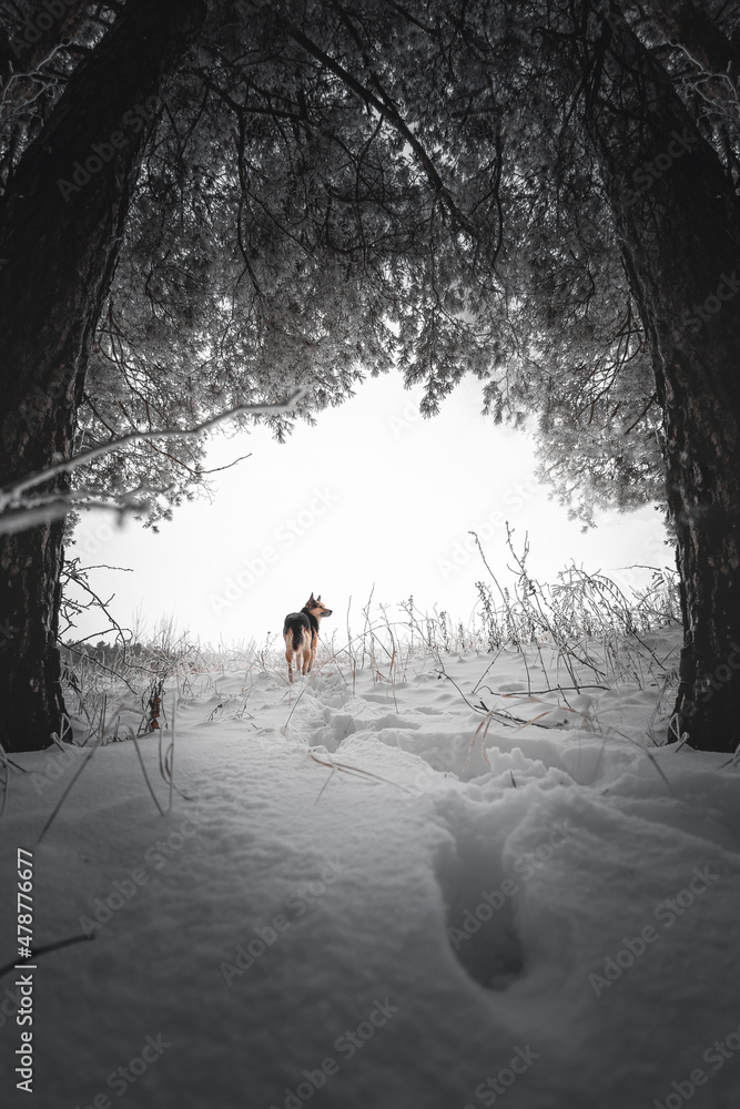 冬天，狗在黑暗的森林里。宠物，棕色，冬天在深雪中行走。一只看起来很可爱的狗