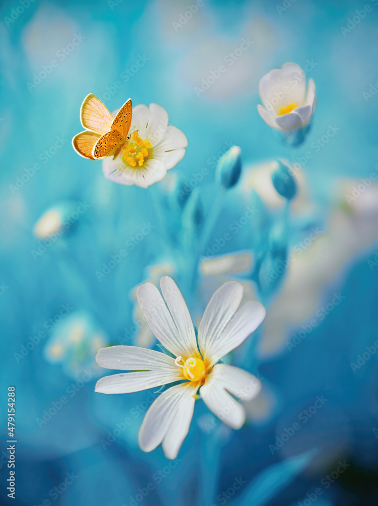 令人惊讶的美丽柔和优雅的白色花朵，花蕾和蓝色背景的黄色蝴蝶，