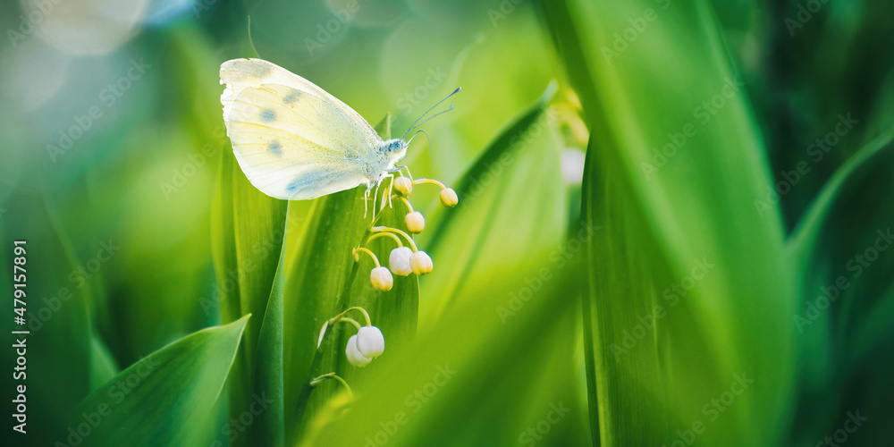 美丽的宽格式图像自然，一只蝴蝶在开花的森林流的绿色茎上捕食Pieris rapae