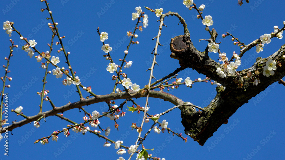 白色梅花盛开，吸引蜜蜂花蜜，蓝天。