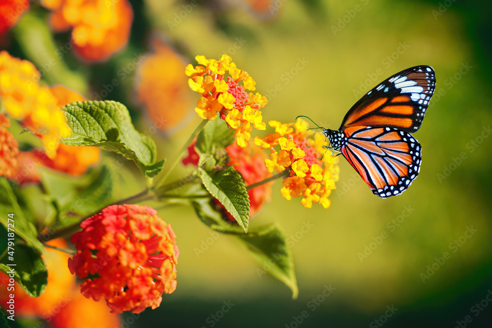 自然界中君蝶在大花上的美丽形象。
