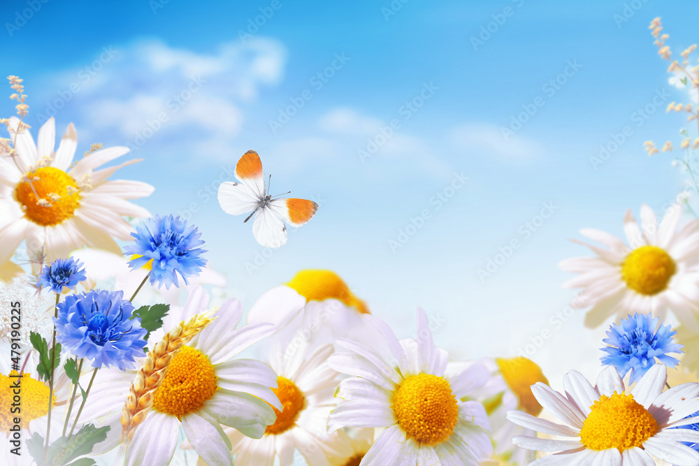 美丽的白黄色雏菊和蓝色矢车菊，夏天在大自然中蝴蝶飞舞