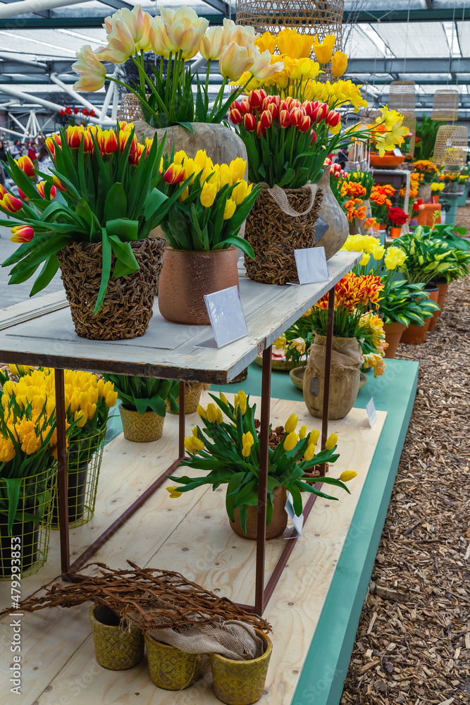 荷兰花卉博览会花盆里盛开的五颜六色的郁金香
