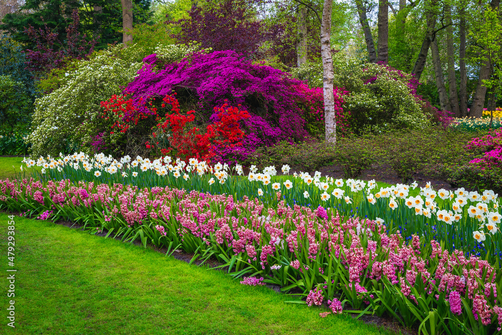 荷兰水仙花、风信子和杜鹃花丛布置的花坛