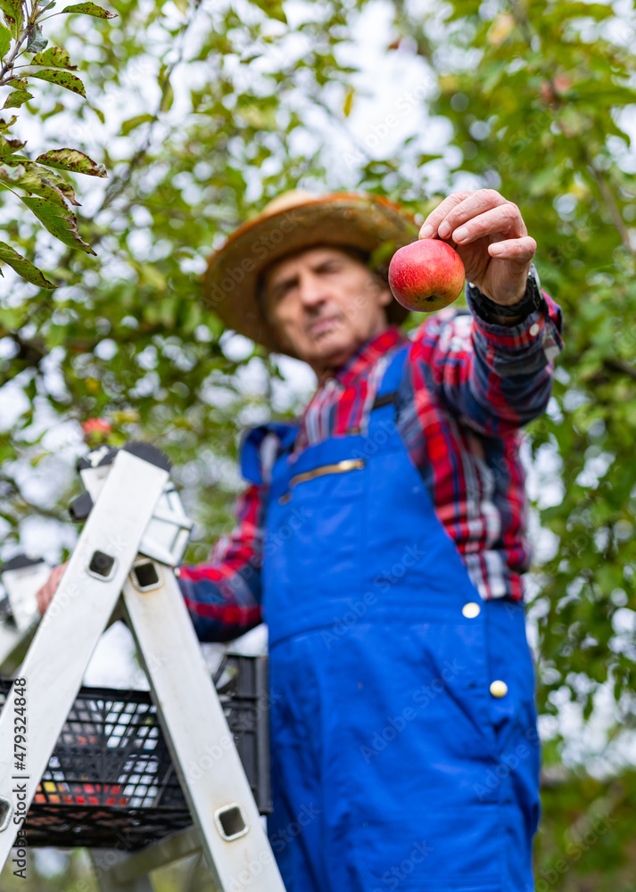 从树上摘下红色成熟的苹果。多汁的季节性夏季收获。