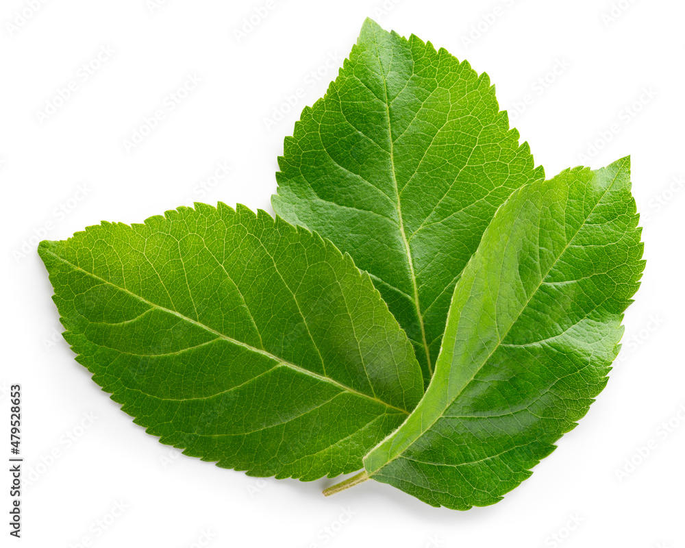 Apple leaf isolated. Apple leaves on white top view. Green fruit leaves flat lay. Full depth of fiel