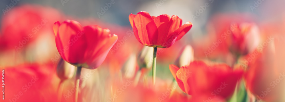花园里花坛里的红色郁金香和黄色琼菊。bl阳光明媚的日子里开出美丽的花朵