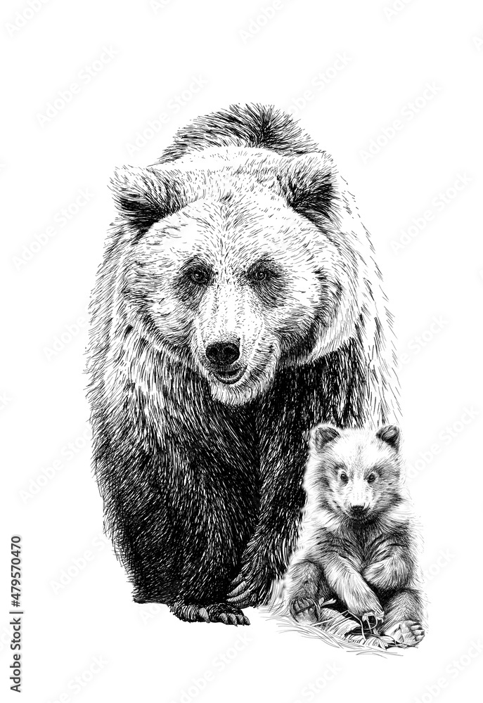 手绘熊宝宝和成年熊，白色背景单色示意图