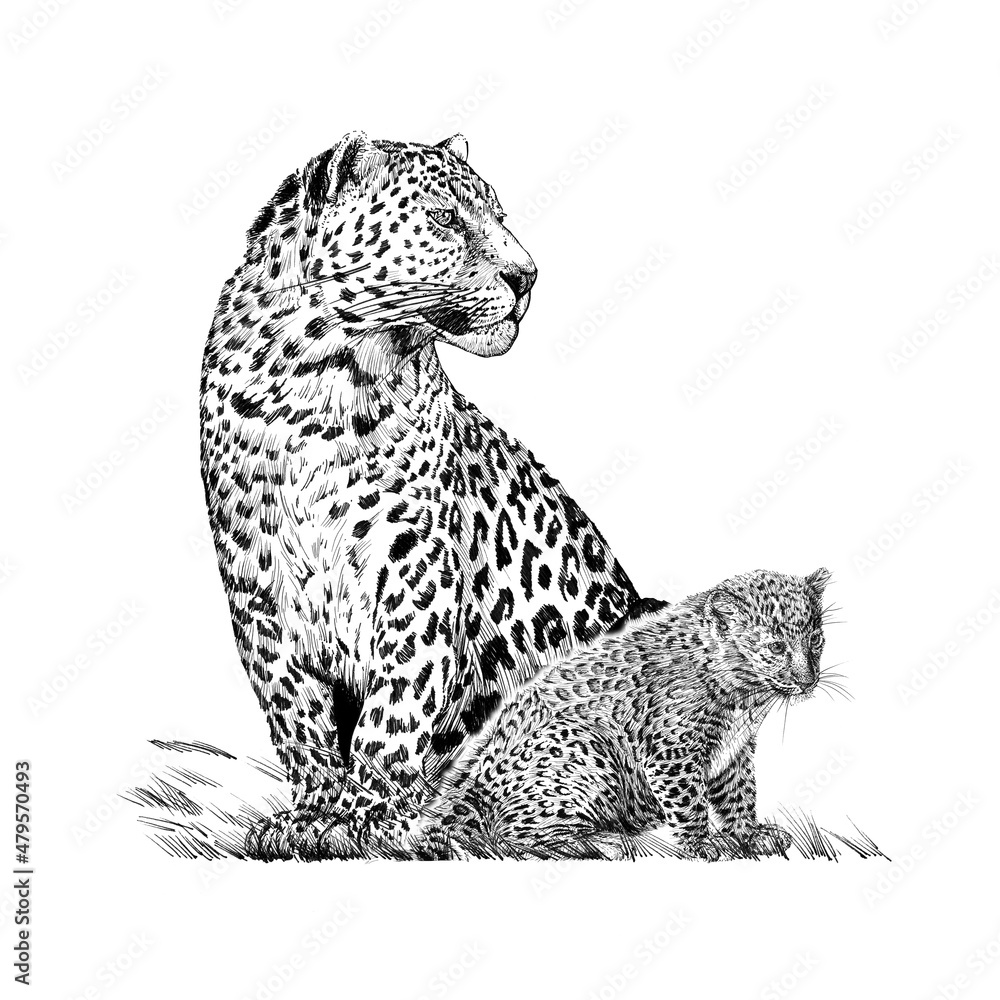 手绘婴儿和成年豹子，白色背景单色草图